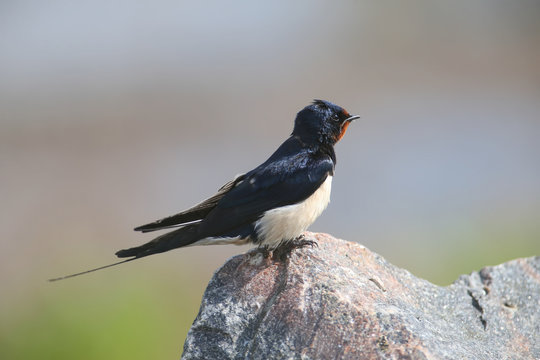 Portraits barn swallow (Hirundo rustica) sits on a stone. Shot from a very close distance, detailed photos
