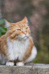 roter Maine-Coon-Katzer im Garten