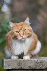 roter Maine-Coon-Katzer im Garten