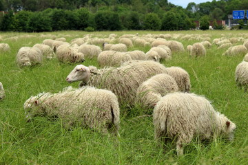 Sheep grazing in the meadow