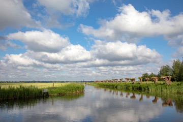 Recently pollarded willow trees, on a row, reflection in water, on the edge of a creek, in the Eemnes polder on a sunny day with clouds in the sky.