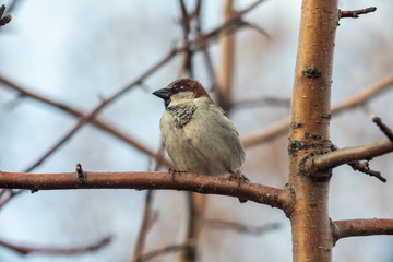 Sparrow bird sitting on tree branch.