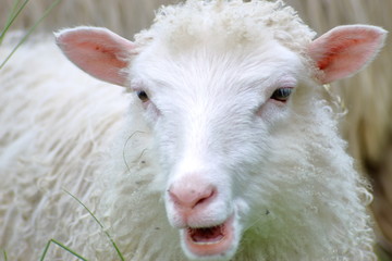 Sheep grazing in the meadow