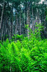 Green fern frond bushes in pine tree forest. Mystical woods landscape, summer time.