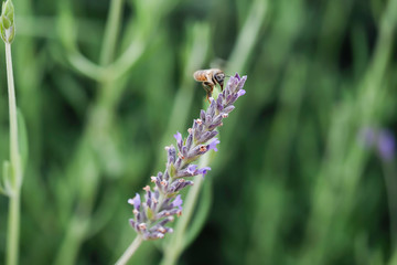 Bumblebee collecting pollen from one of the flower at lavender field in summer purple aromatic flowers