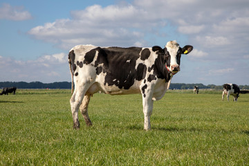 Black pied cow, friesian holstein, in the Netherlands, standing on green grass in a meadow,...