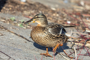 A brown duck stands along the shore