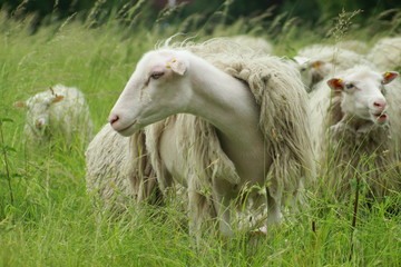 Sheep grazing in the meadow