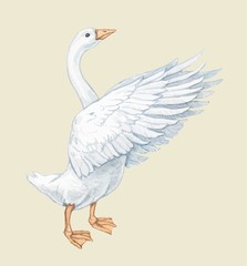 vector duck goose feathers white snow 