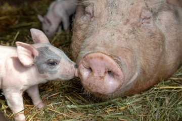 Newborn tiny pink cute piglet with mini nose kisses huge nose of mother pig who is lying on the floor in a stable on the straw.