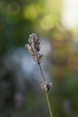 Macro of dried lavender