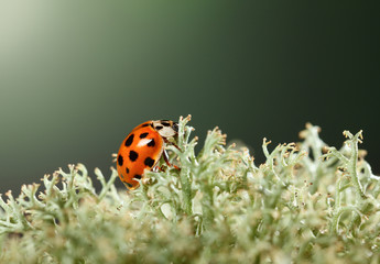 Ladybug on grey lichen
