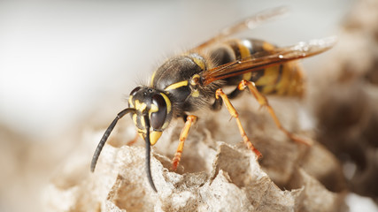 Paper wasp in vespiary