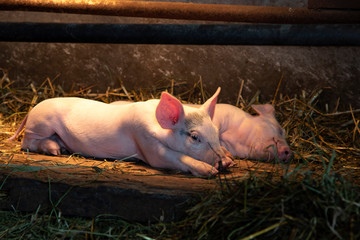 Three black and white wading cows are standing in a creek or ditch, looking backwards, turning heads, seen from behind, reflection in the water.