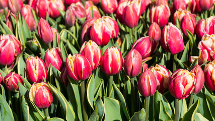 flowers tulips in dutch park wallpaper background