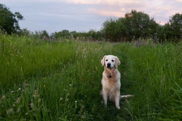 Happy smiling golden retriever puppy dog  in the green grass meadow in sunny summer evening. Pets care and happiness concept. Copy space background.