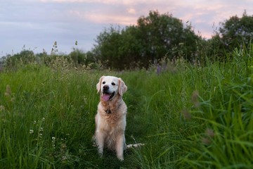 Happy smiling golden retriever puppy dog  in the green grass meadow in sunny summer evening. Pets care and happiness concept. Copy space background.