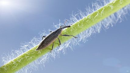 Weevil on grass