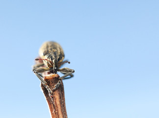 Weevil en face