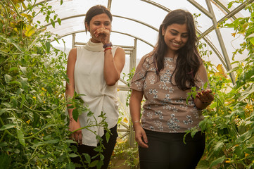 attractive Indian girls posing in garden in greenhouse with tomatoes and vegetables..Closeup...