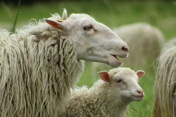 Obraz premium Sheep grazing in the meadow