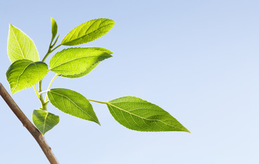 Fresh spring leafage on tree