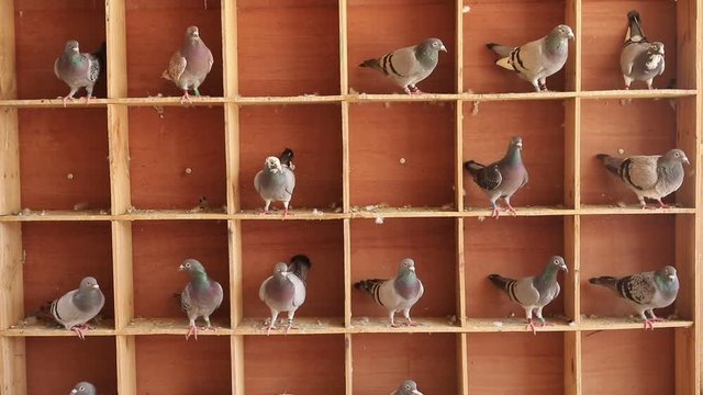 homing speed racing pigeon in home loft