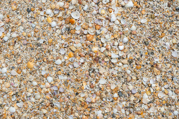 Abstract natural background of textured pile of seashells in full frame close-up