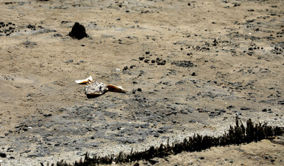 Toter Fisch Fischkopf Fischskelett am Strand