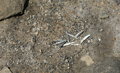 Toter Fisch Fischkopf Fischskelett am Strand