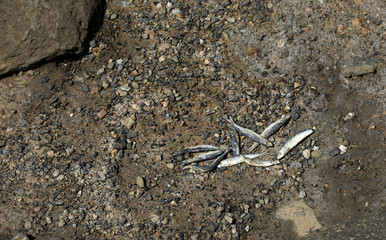Toter Fisch Fischkopf Fischskelett am Strand