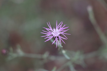 Flor silvestre