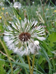 white dandelion after the rain