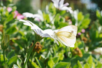 White cabbage butterfly sitting on a Daisy flower