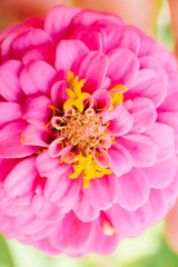 flower pink zinnia macro, up close.