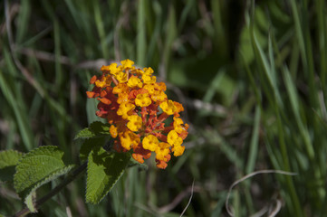 Lantanier (lantana camara)