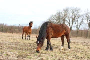 horses in the field