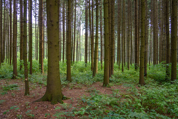 Woodland outside the city - Coniferous trees in the forest