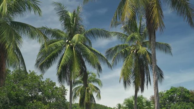 Tropical Background lush green palm trees with coconuts and blue sky and clouds Tropic landscape