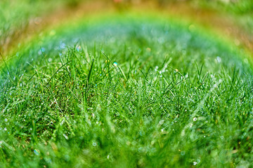 Naklejka premium Morning dew. Fresh green grass with dew drops and rainbow, closeup.