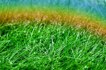 Morning dew. Fresh green grass with dew drops and rainbow, closeup.
