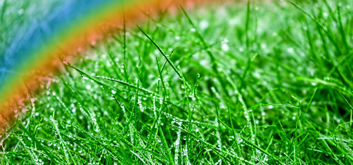 Morning dew. Fresh green grass with dew drops and rainbow, closeup.