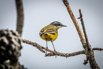 bird on a branch