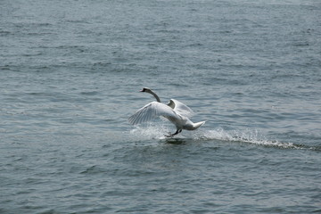 Fototapeta premium лебедь