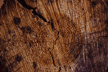 Fototapeta premium texture of wood