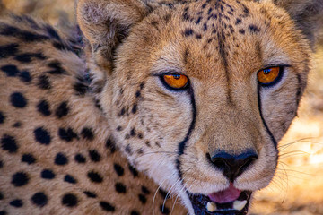 looking into a cheetahs eyes with mouth open