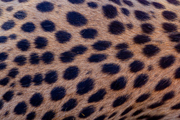 cheetah spots and fur coat 