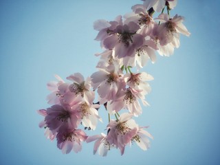 Branch with cherry blossoms in front of blue sky