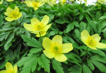 flowerbed with yellow windflowers