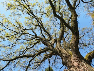 Obraz na płótnie Canvas big tree in the spring